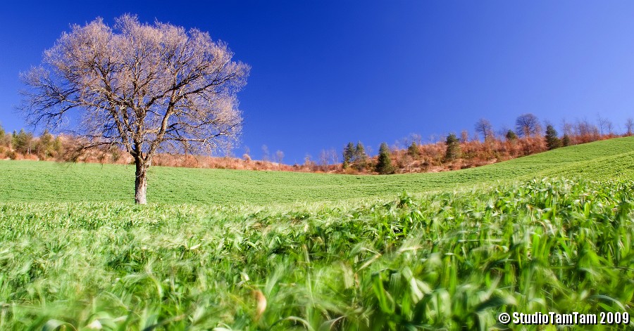 Vento d'estate che spettina il grano.jpg